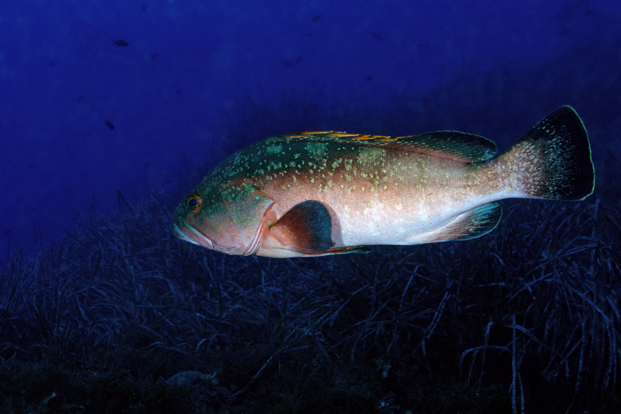 AMP ORTOFINO the turret
