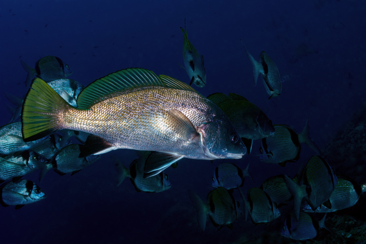 AMP PORTOFINO the turret