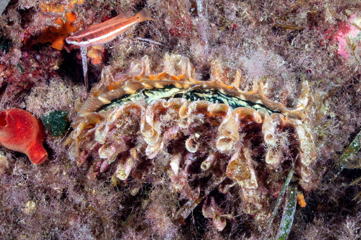 AMP PORTOFINO. the turret