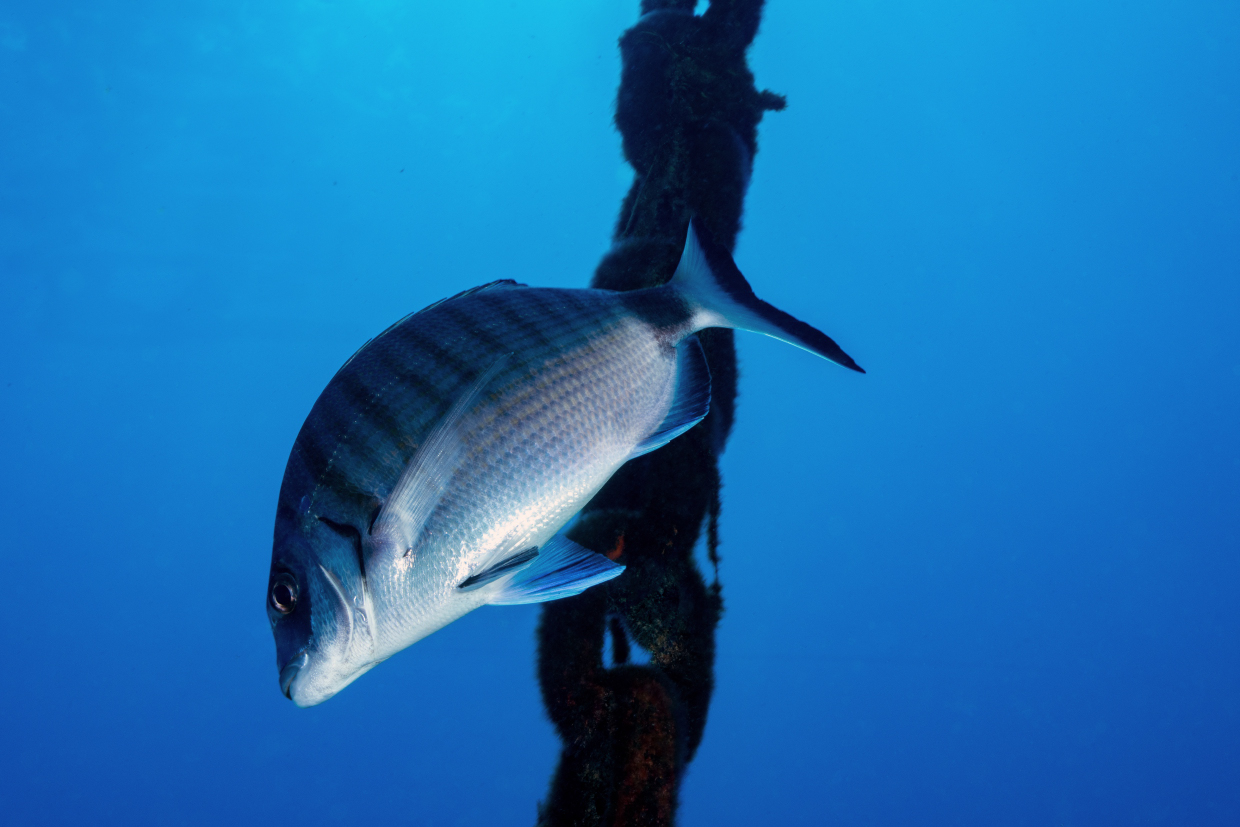 AMP PORTOFINO the turret