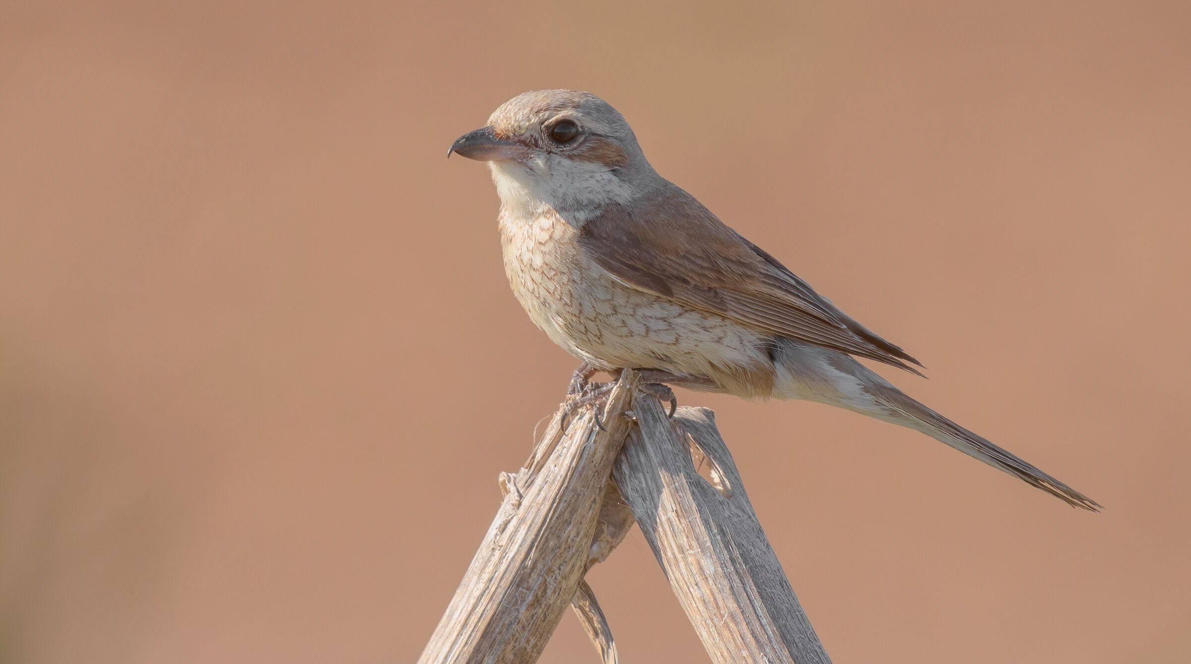 averla dal dorso rosso (juv)