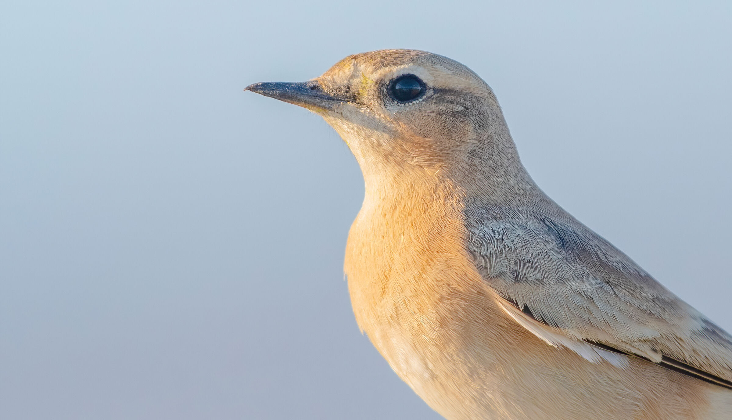 isabelline wheatear