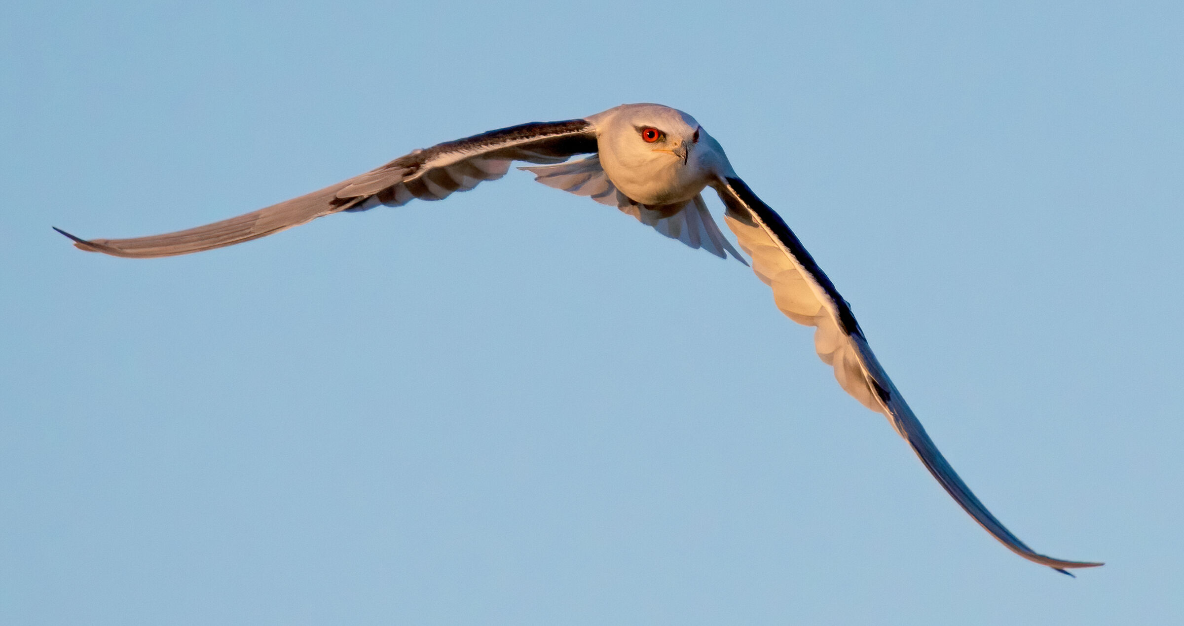 black shouldered kite