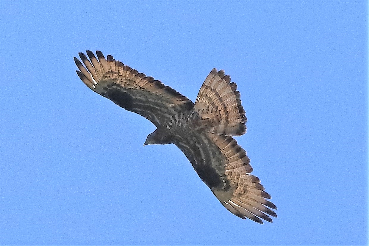 Falco pecchiaiolo luglio 2022