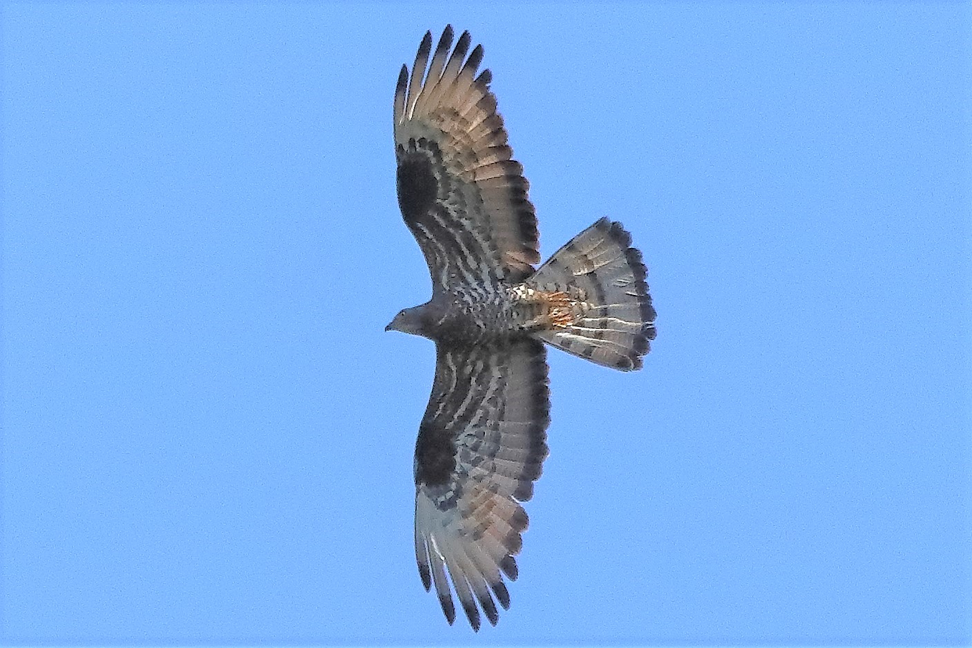 pecchiaiolo 02-07-2022