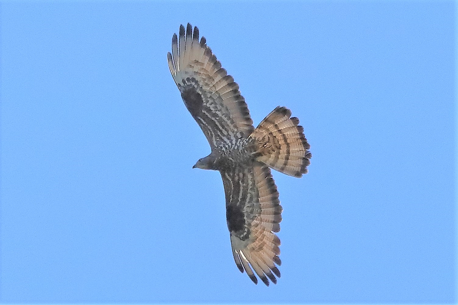 pecchiaiolo 02-07-2022