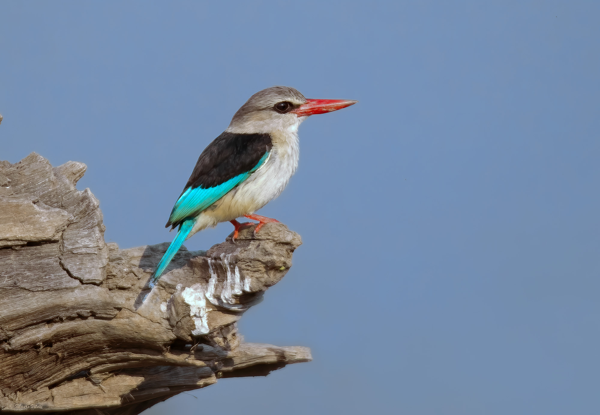 Brown hooded kingfisher(Halcyon albiventris)