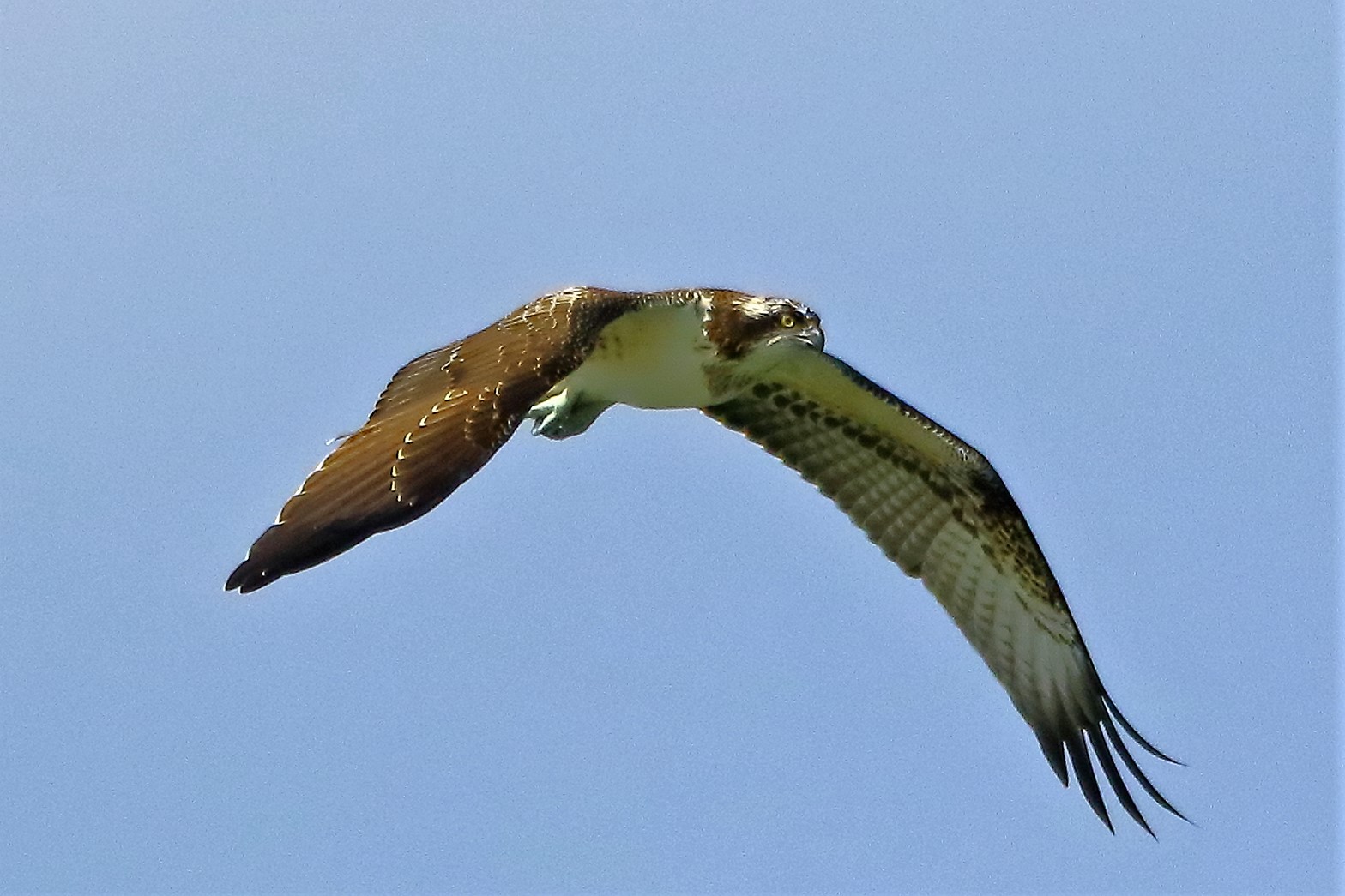 Falco pescatore settembre 2021