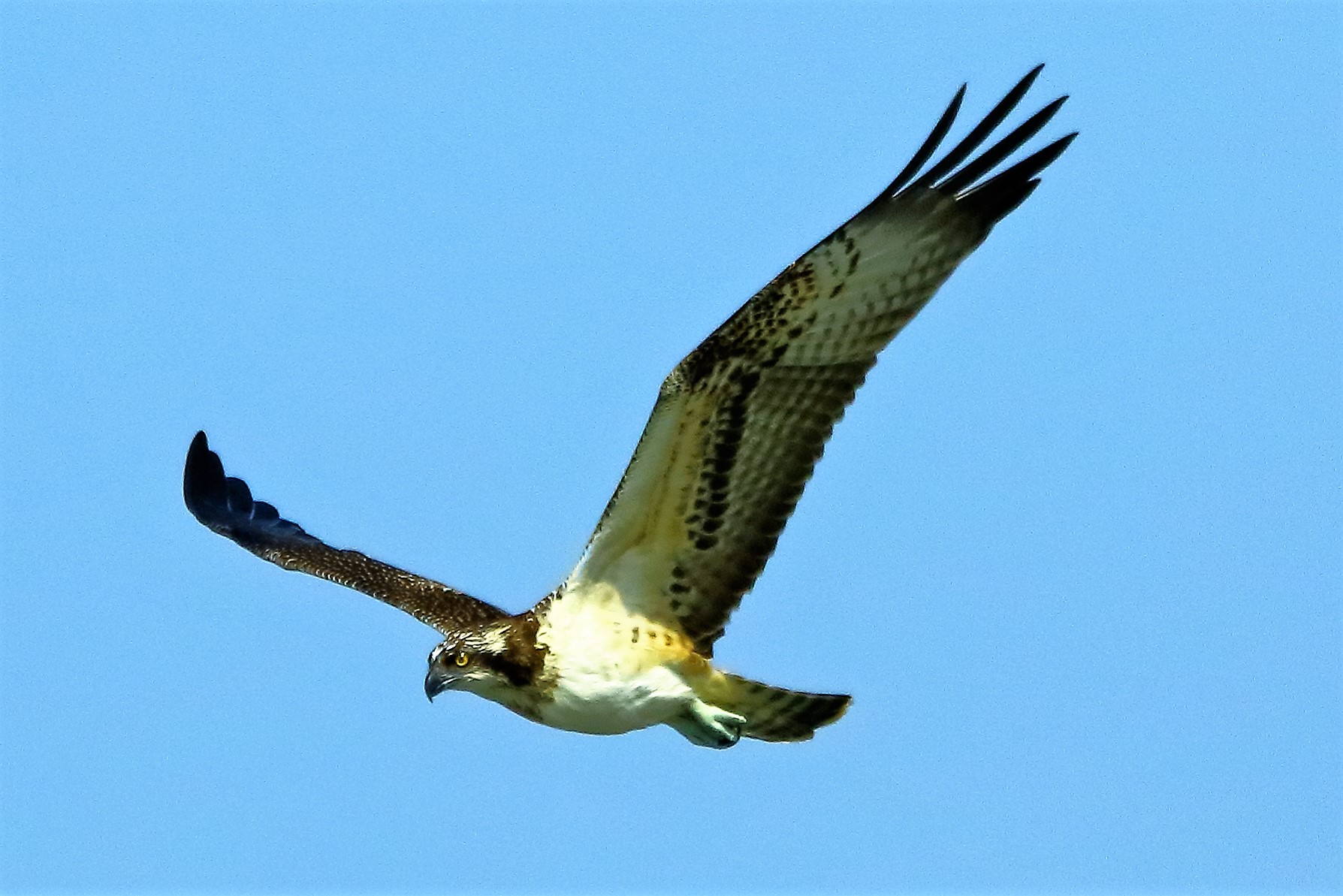 Falco pescatore settembre 2021