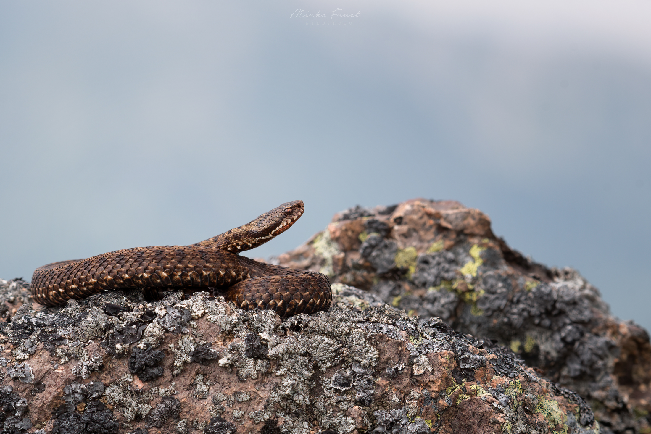 Vipera berus