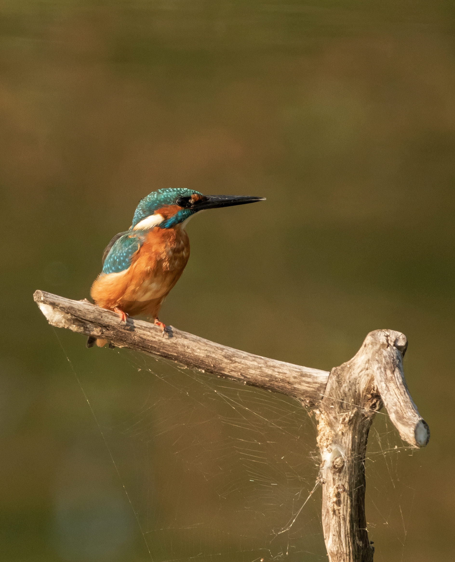 Male Kingfisher parked Oasi Lipu 13/09/2022