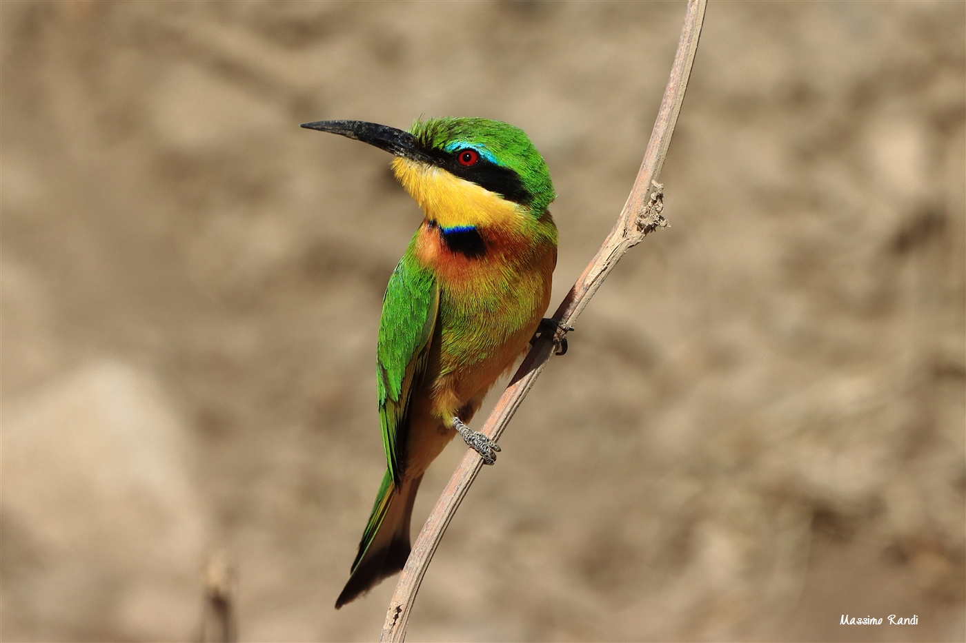 Bee eater, Serengeti NP - Tanzania