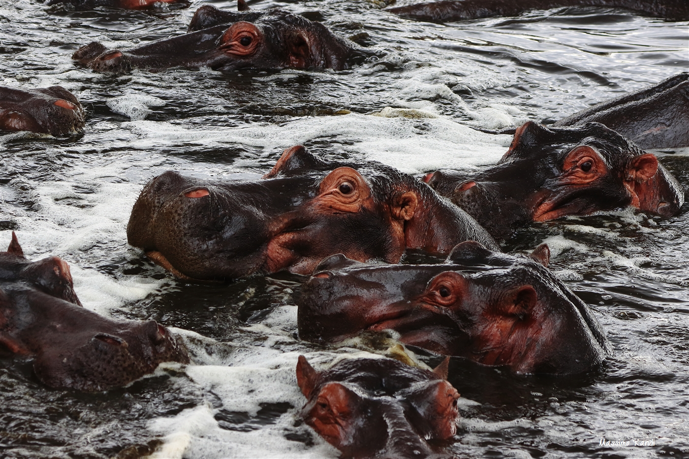 Hippo pool, Serengeti NP - Tanzania