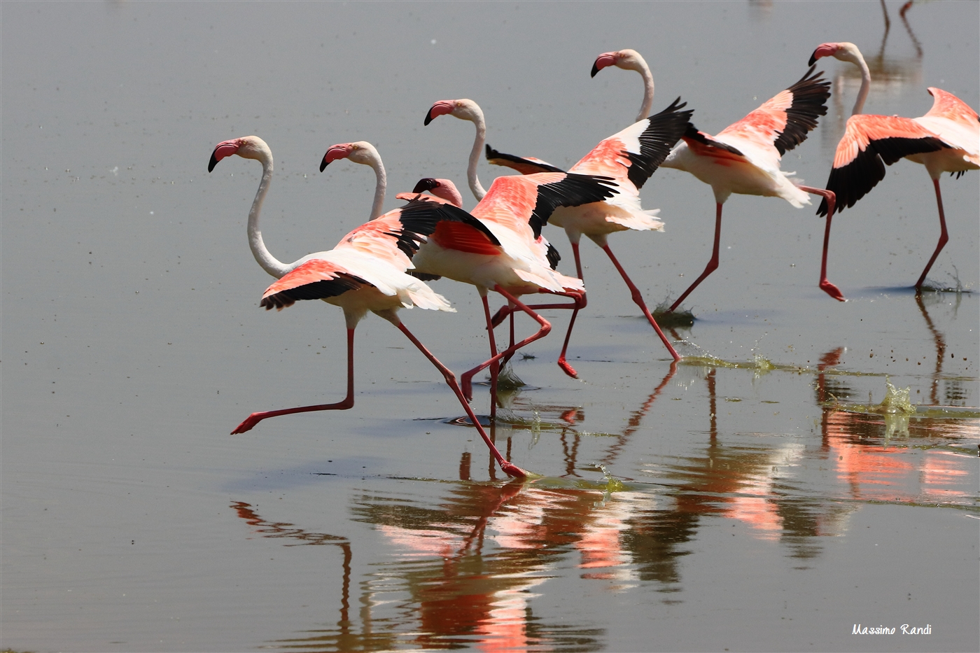 Fenicotteri maggiori, Lago Amboseli, Kenya