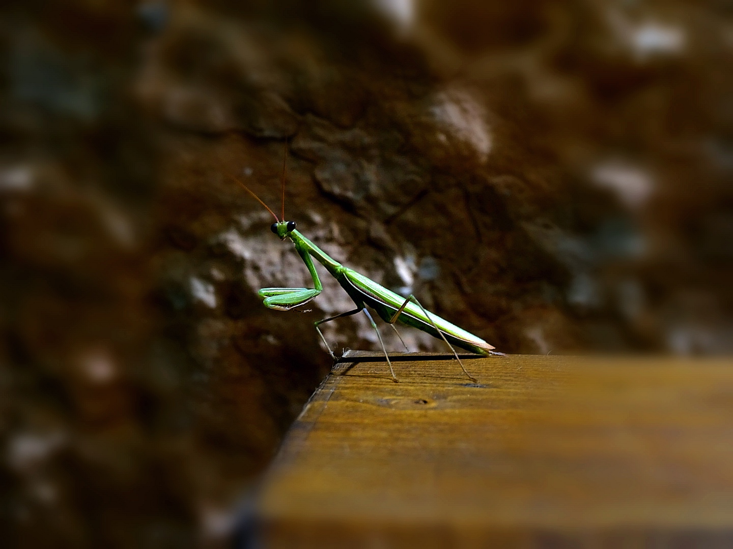 Mantide religiosa