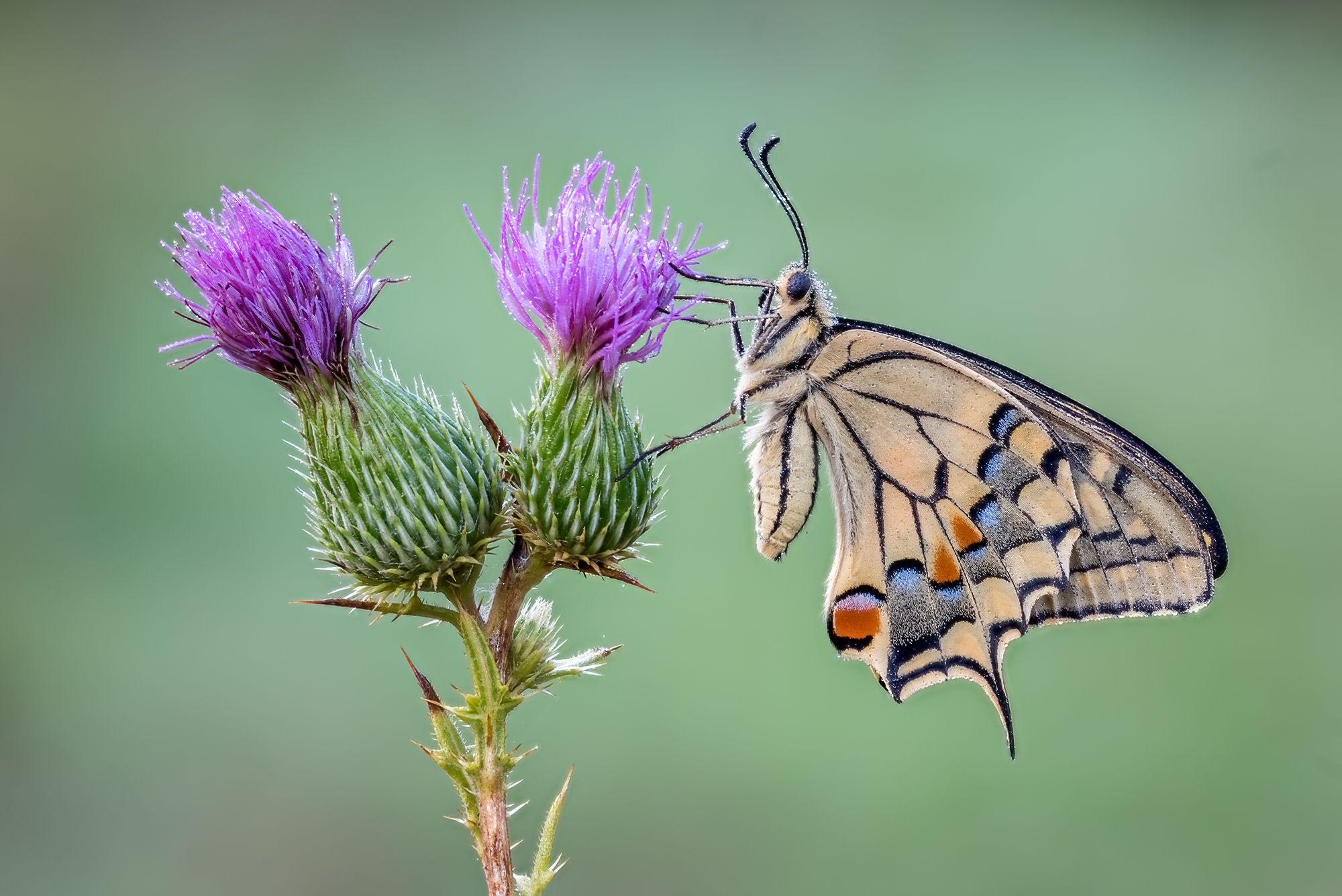 Papilio machaon