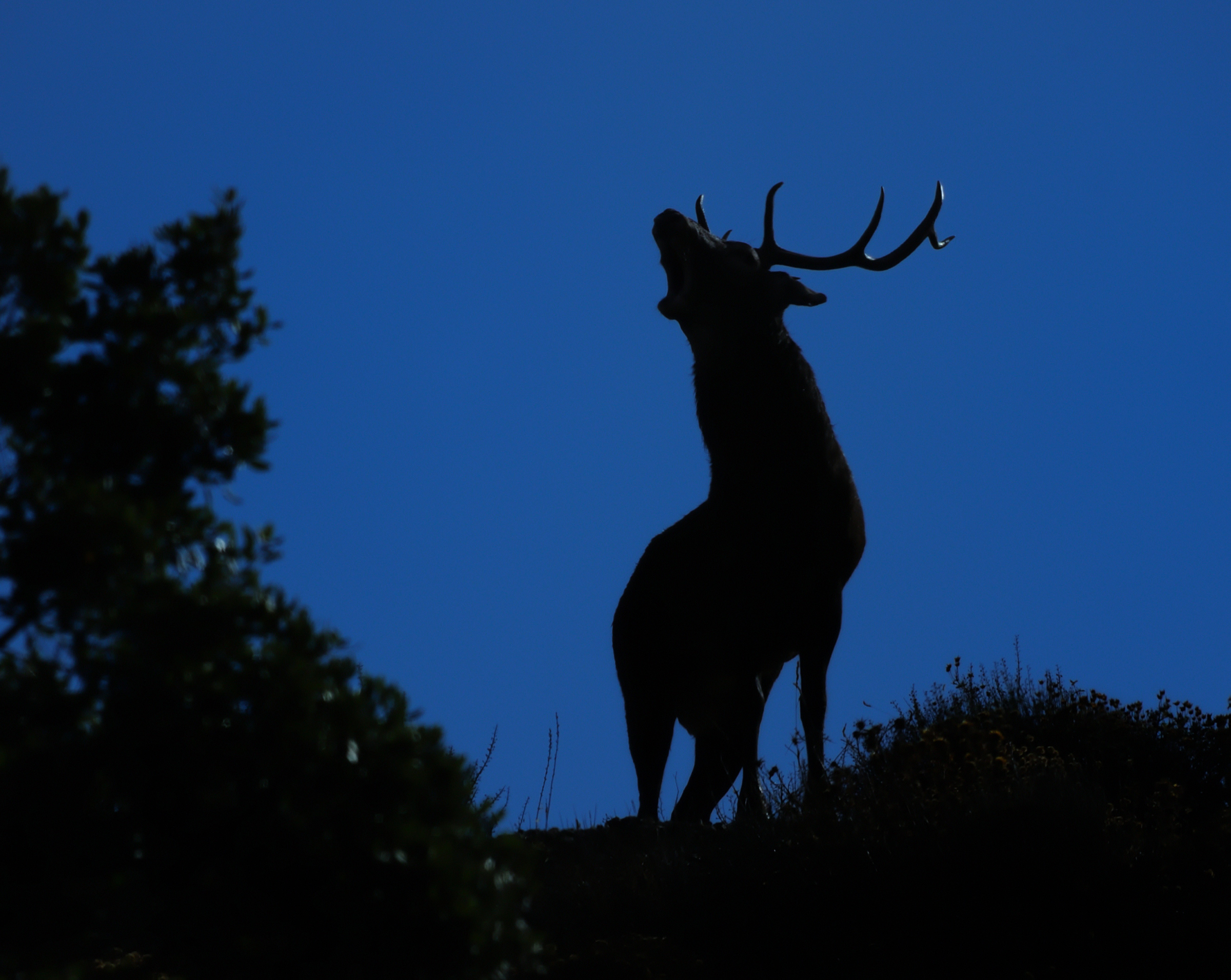 The roar at dawn
