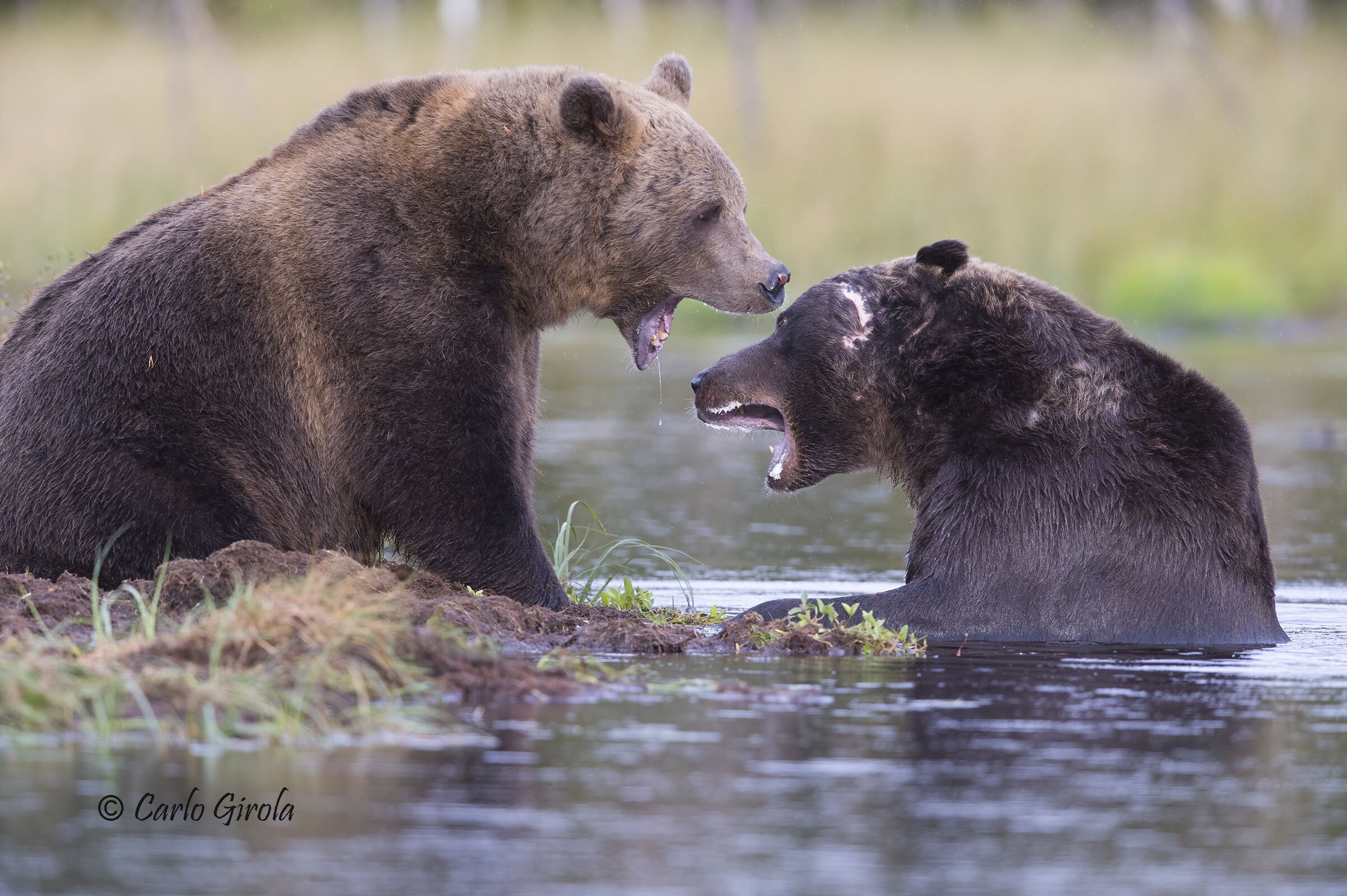 Brown bears