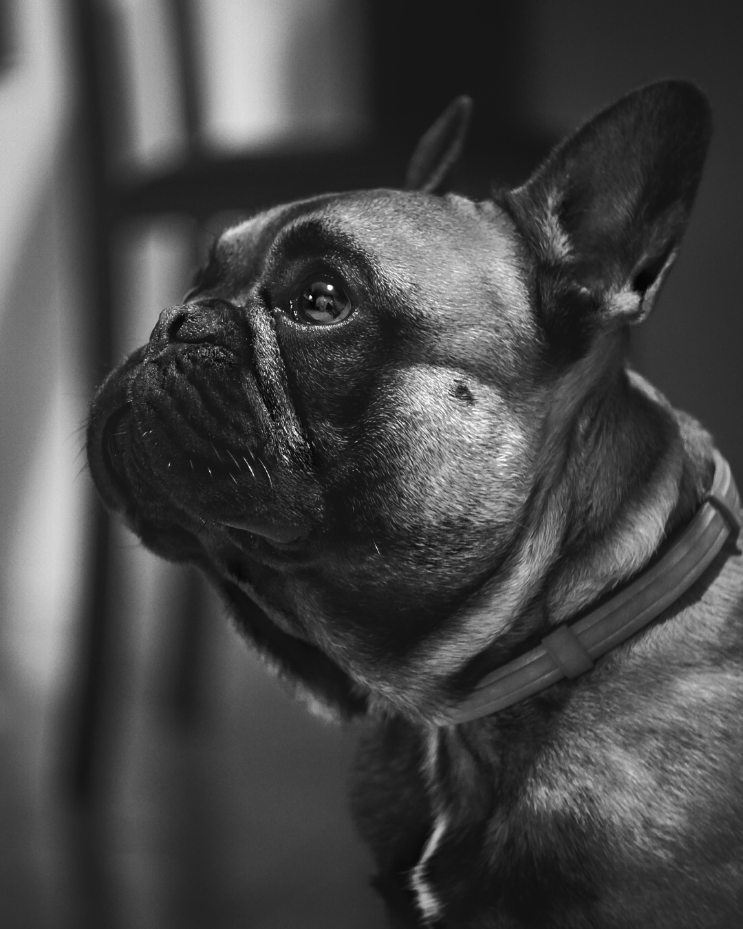 Rambo b/w