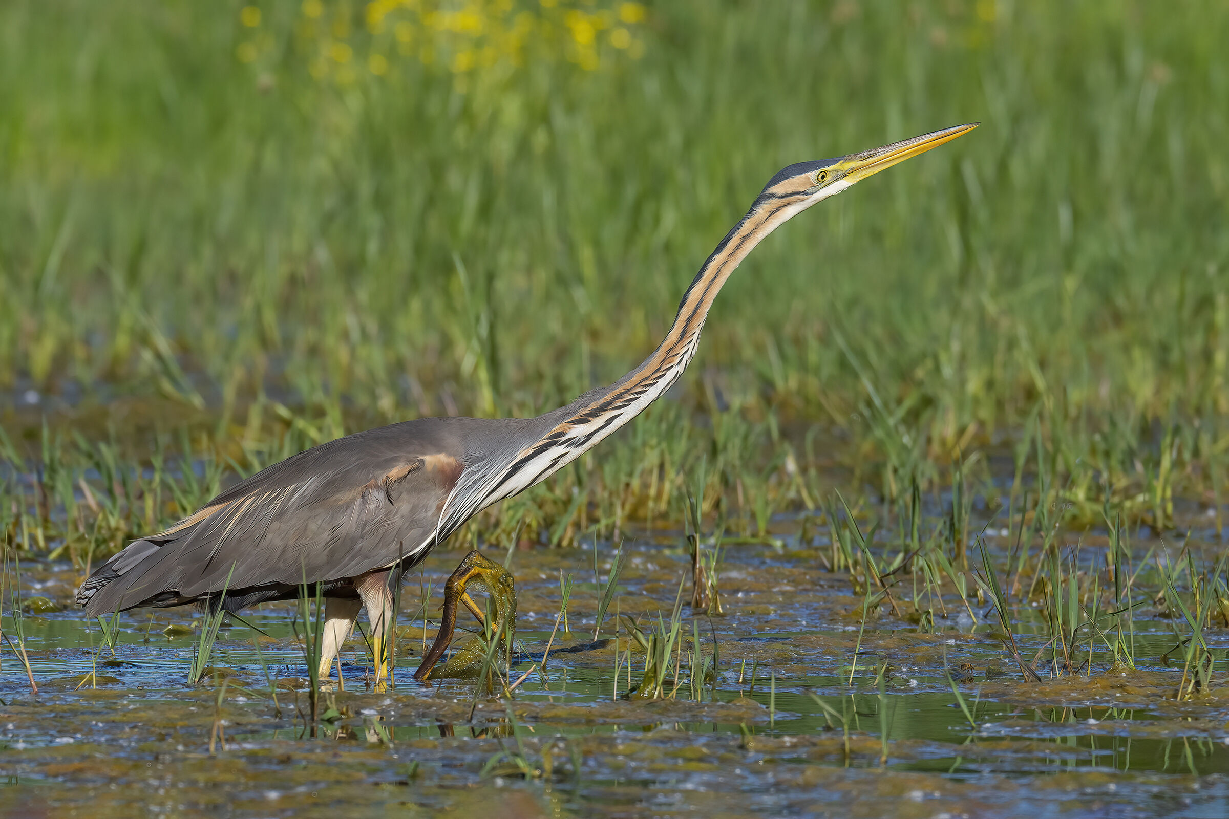 Purple heron