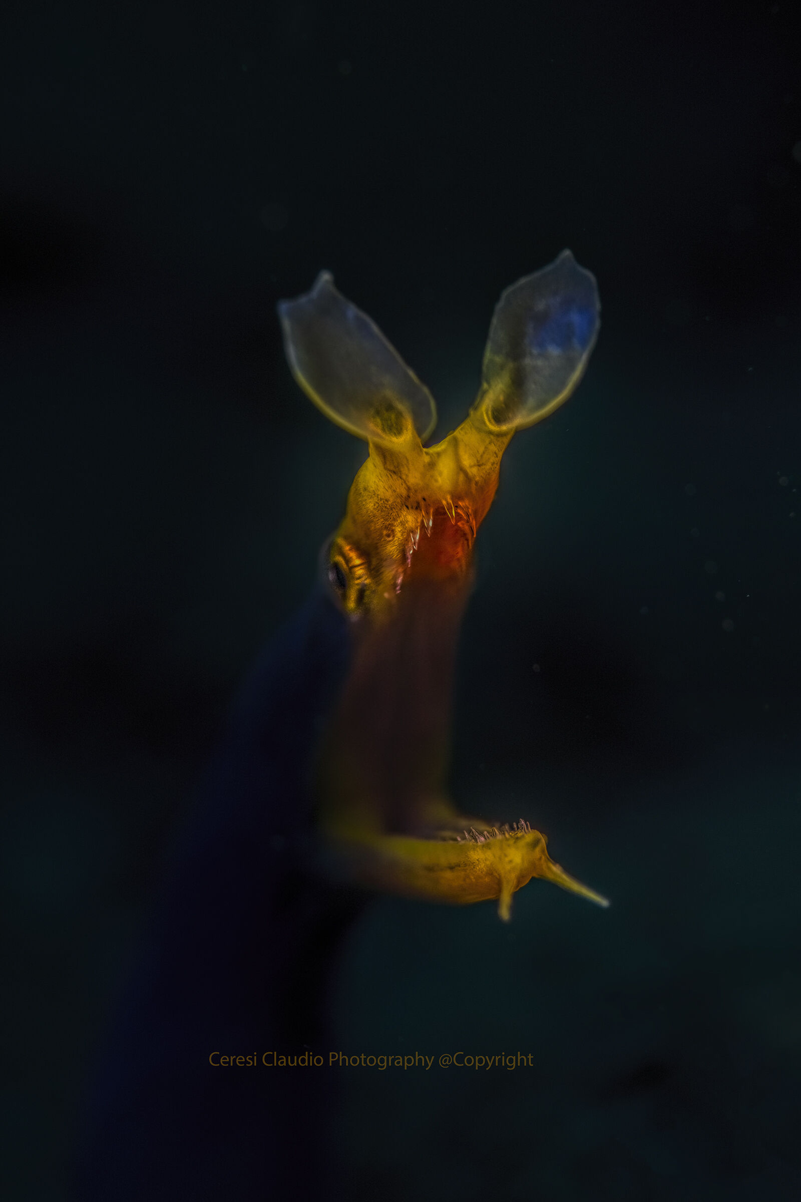The ribbon eel