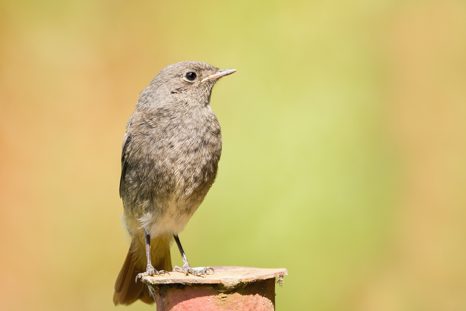 Phoenicurus ochruros