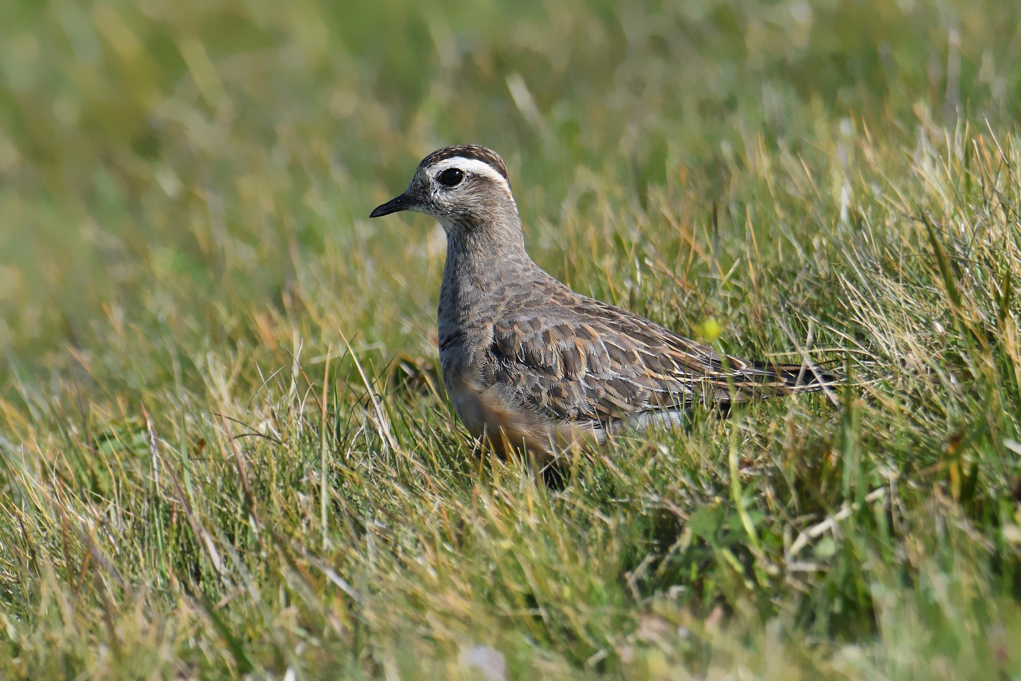 Plover Tortolino