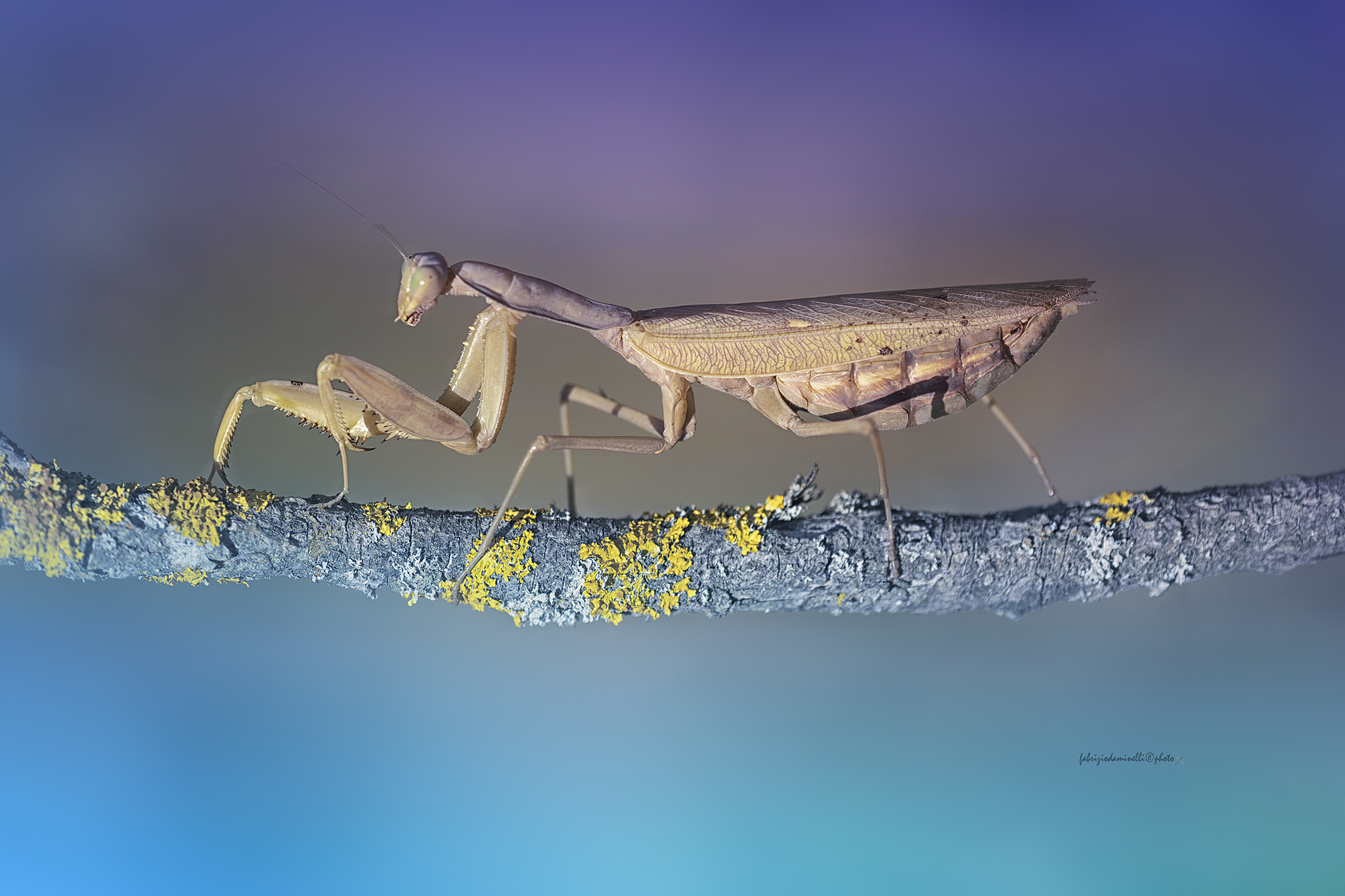 Mantis religiosa