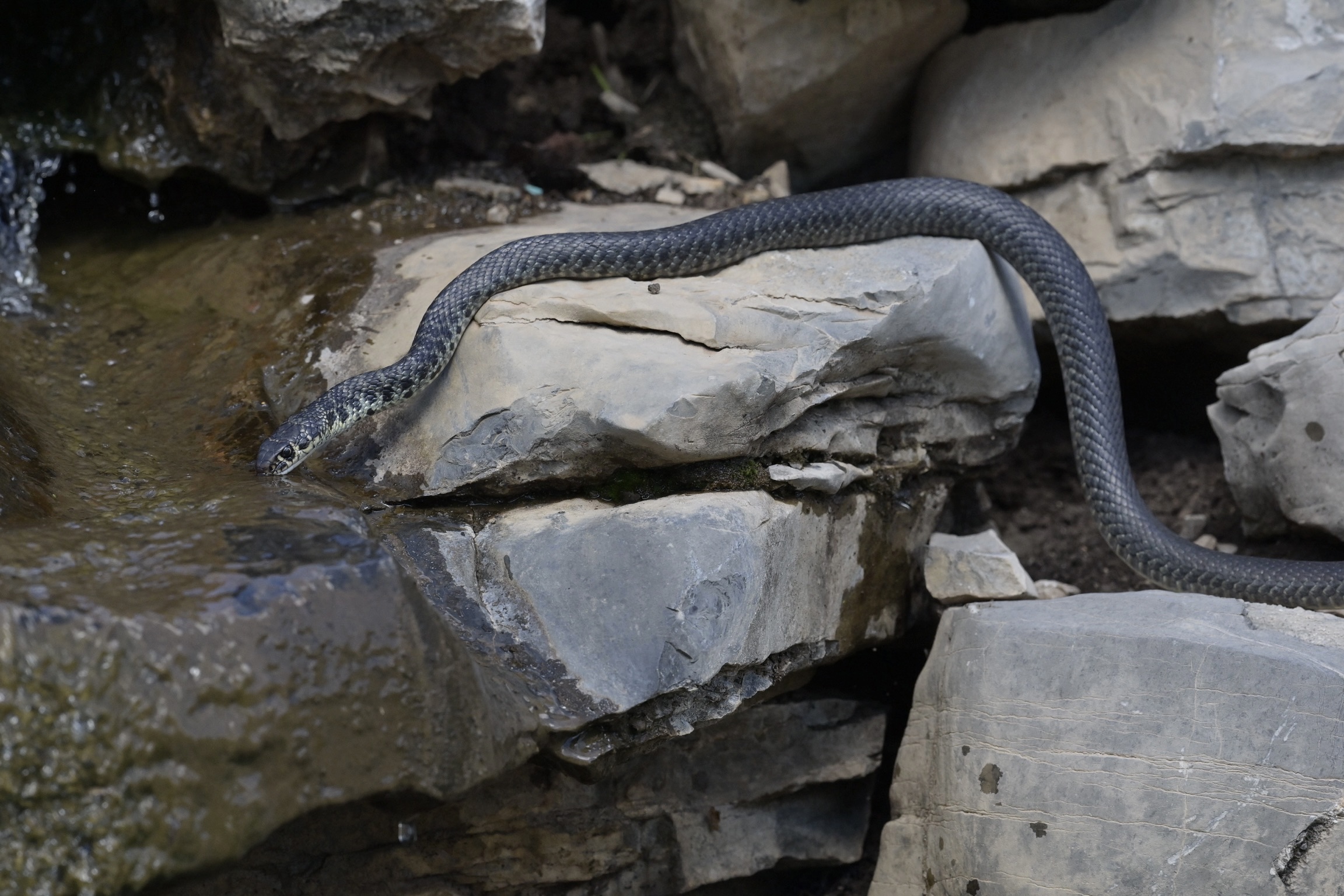 La sete della biscia