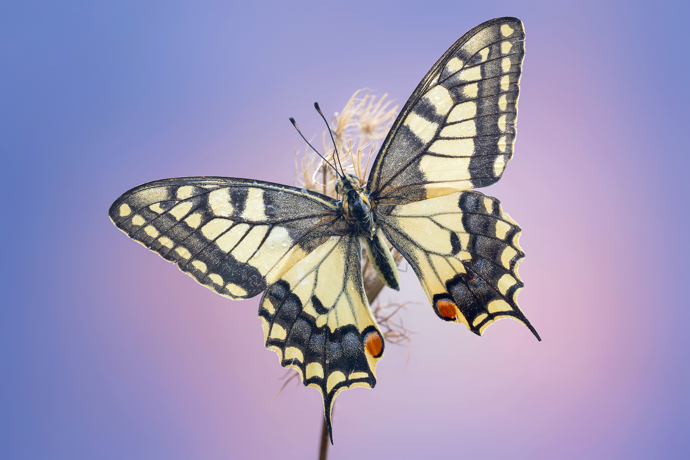 Open wings