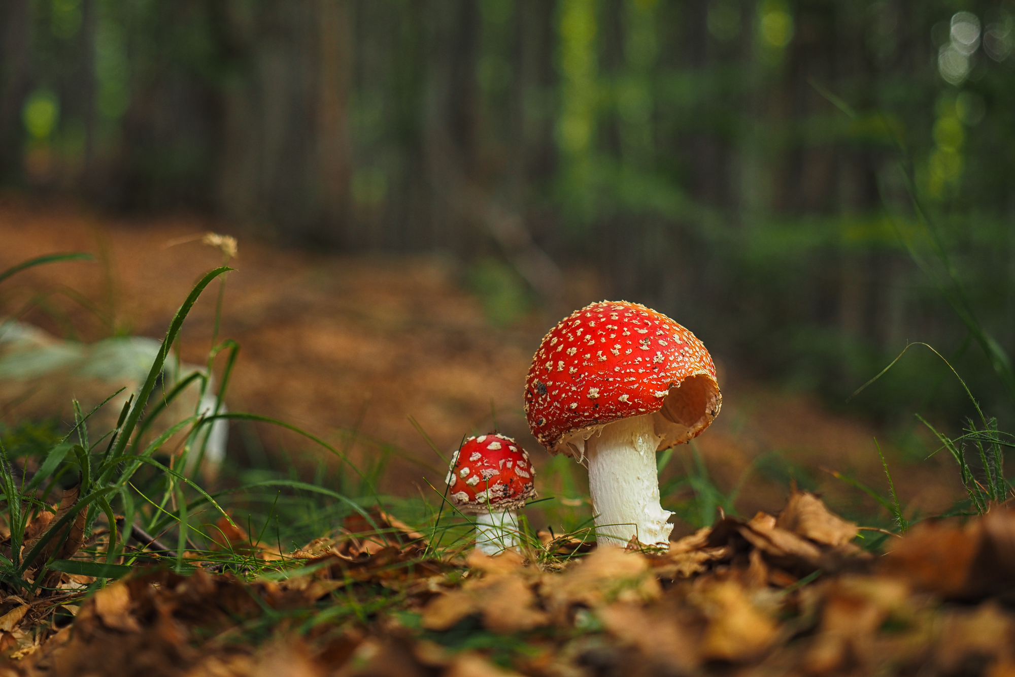 The magic of the forest