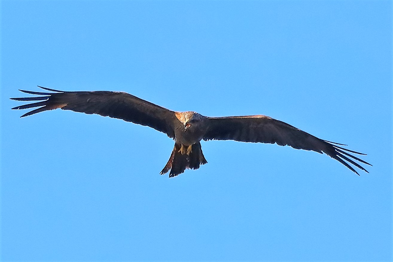 Nibbio bruno 08-08-2022