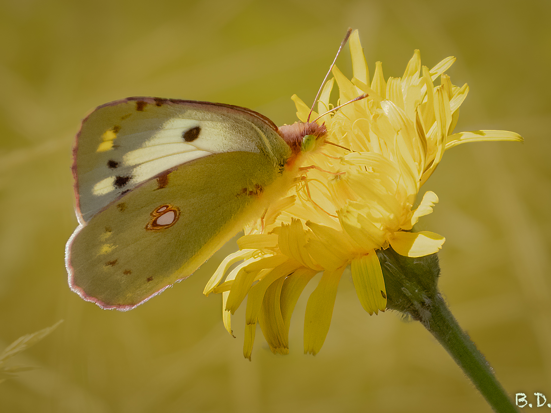 Colias alfacariensis