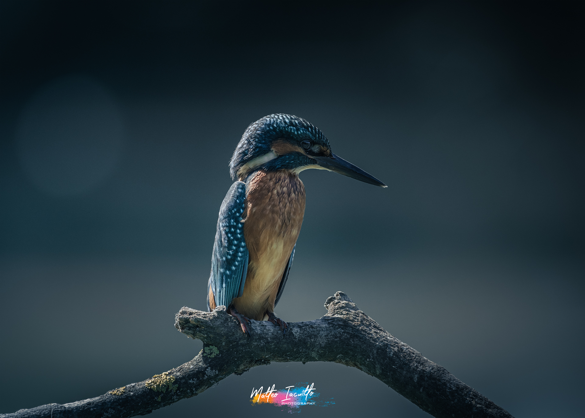 King Fisher