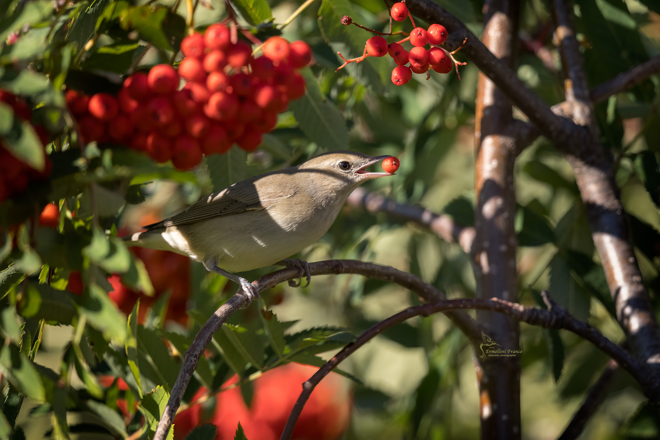 Garden warbler