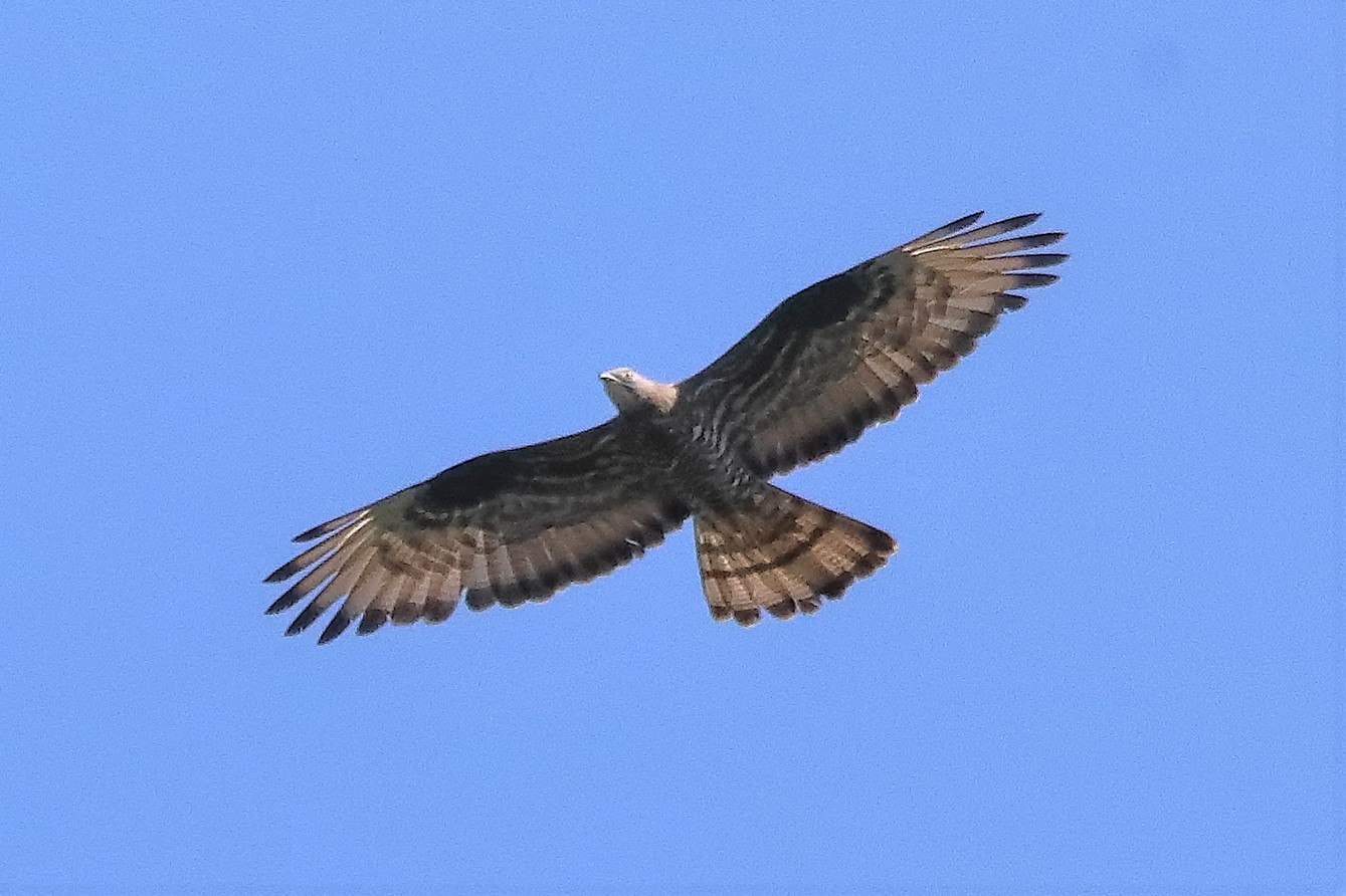 pecchiaiolo 02-07-2022