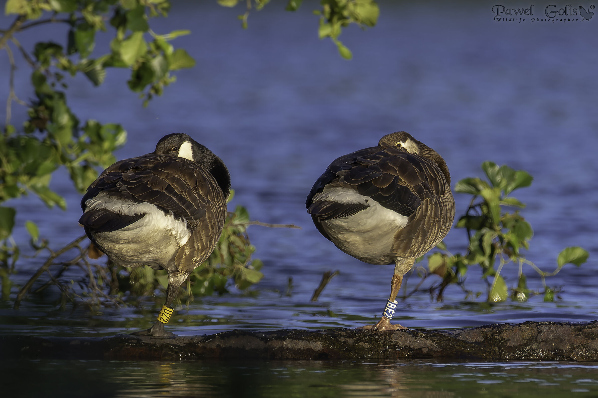 Oca canadese (Branta canadensis)