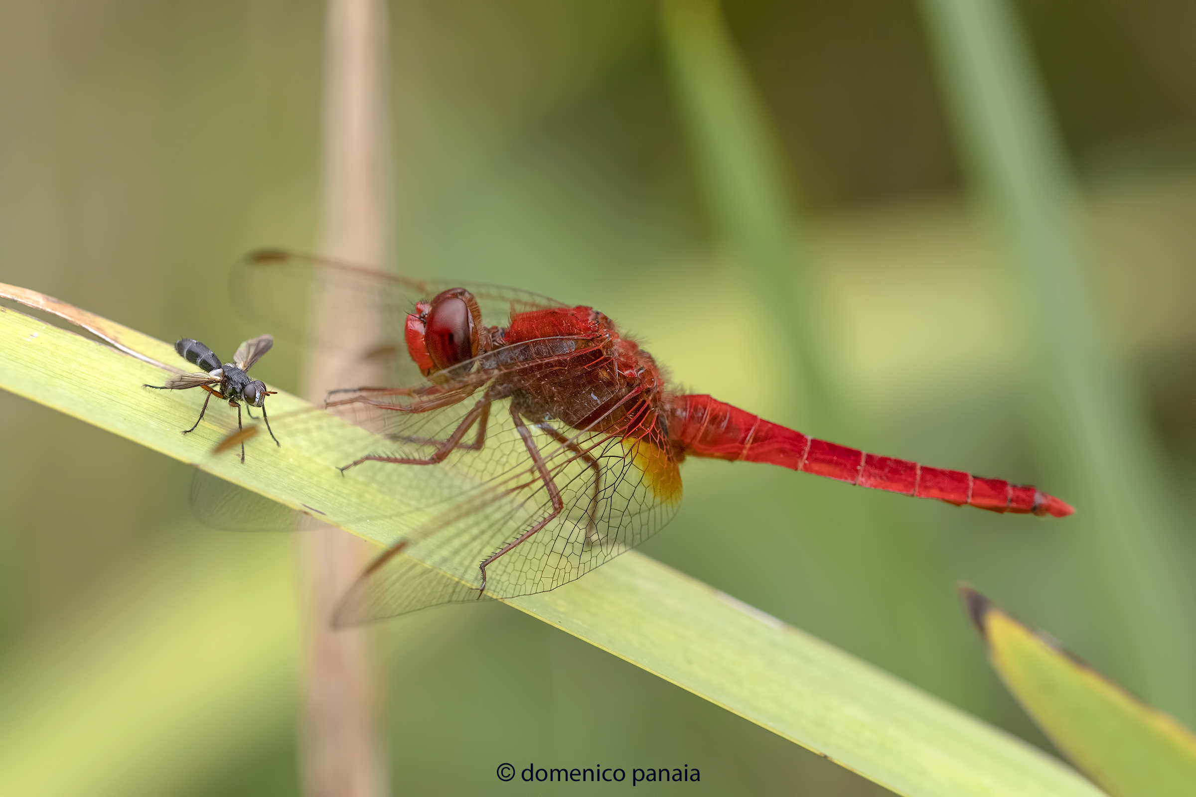 crocothemis erythraea ed il suo amico