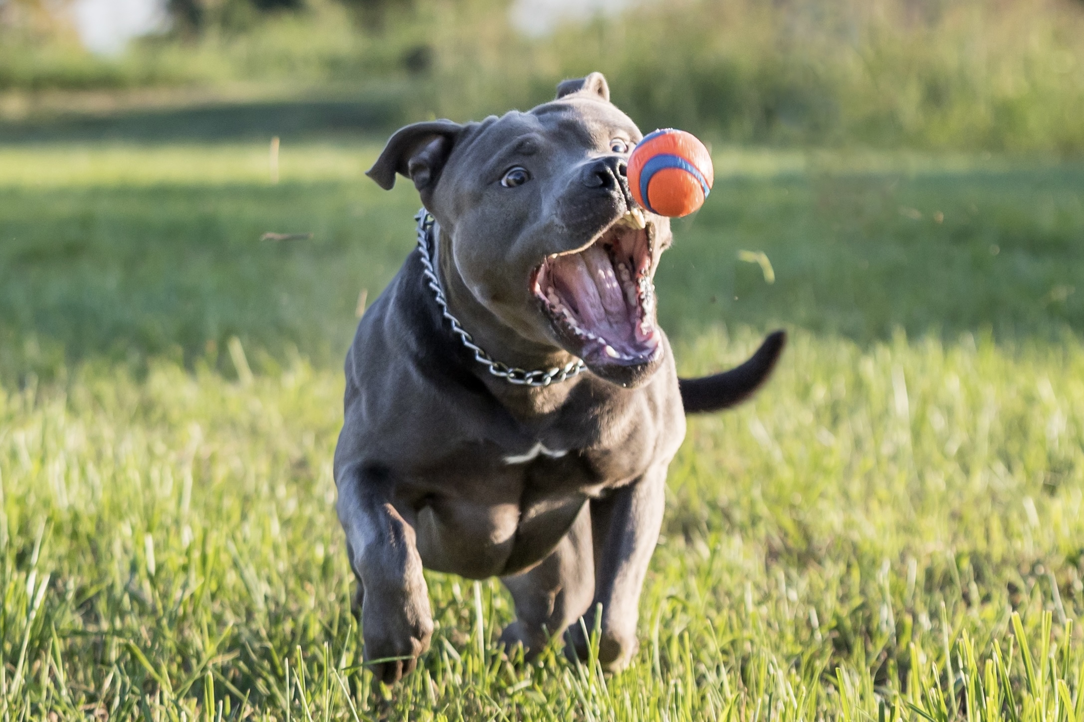 Ball hunter