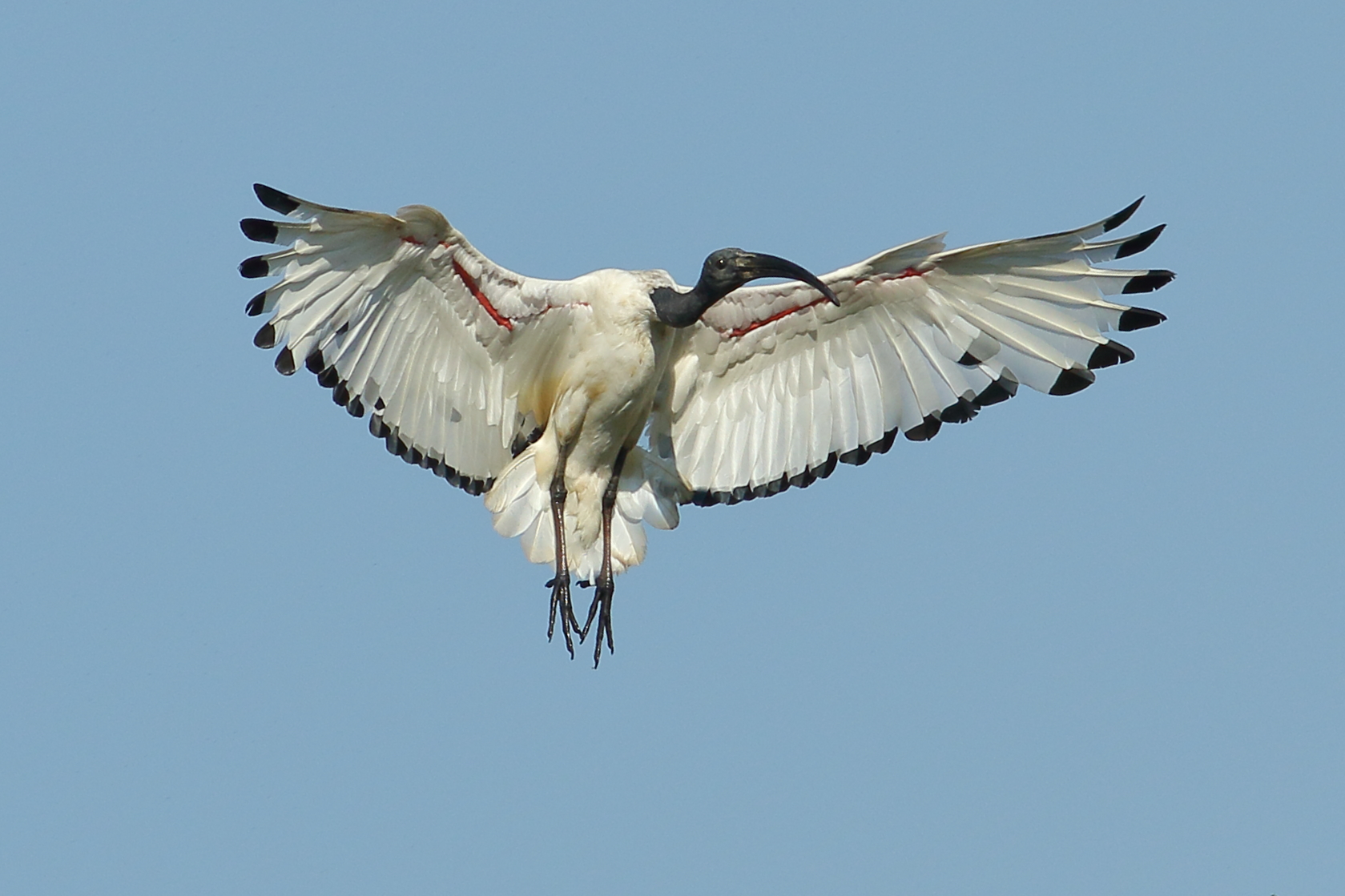 sacred ibis