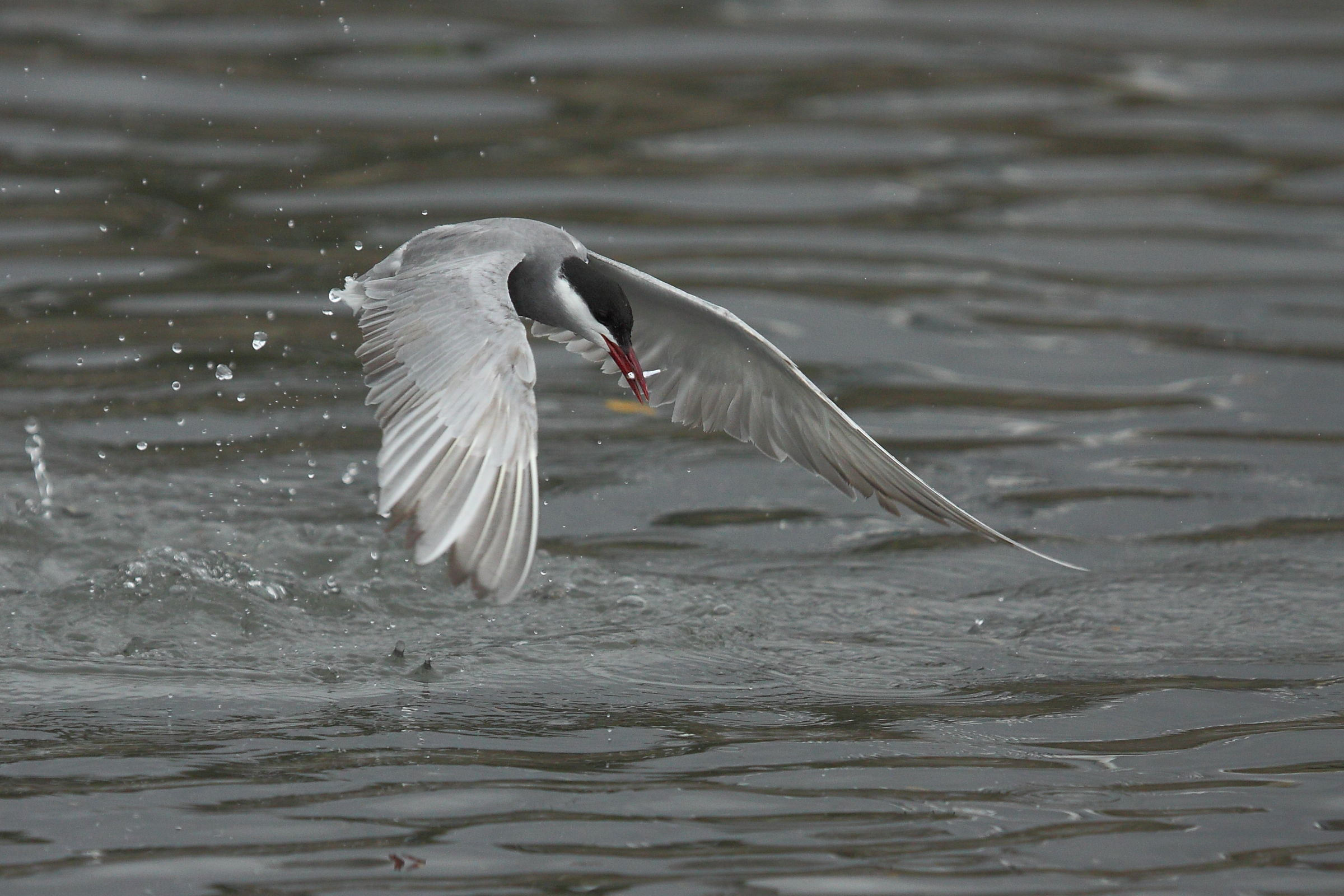 Whiskered Tern