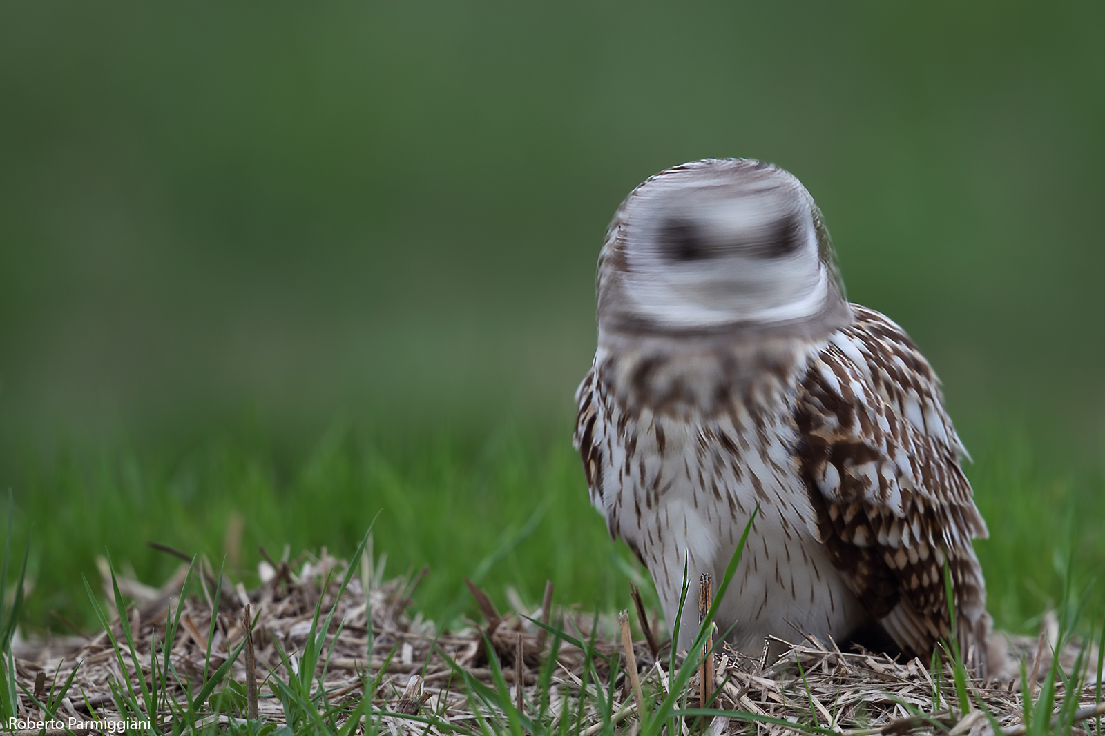 The faceless owl (experiments with slow times)