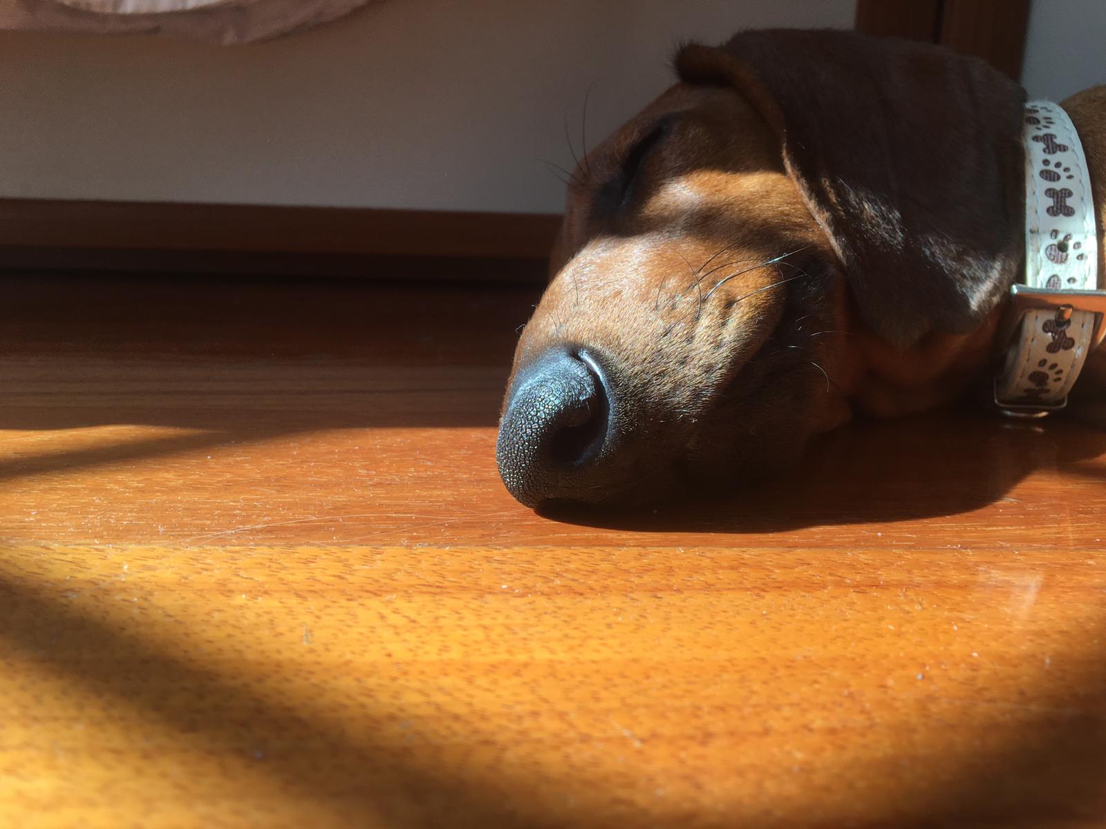 Nap in the sun