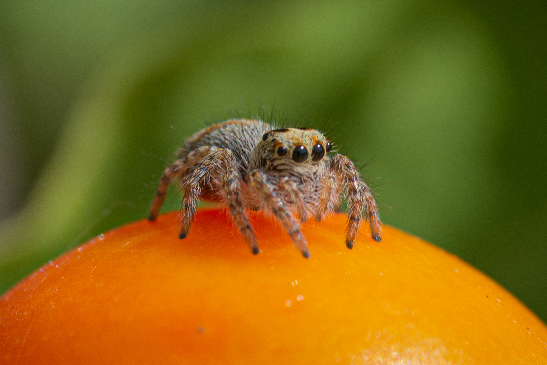 Junping spider