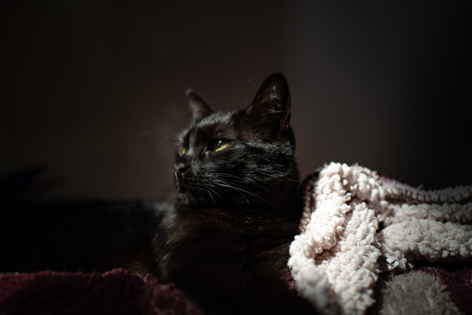 Maya