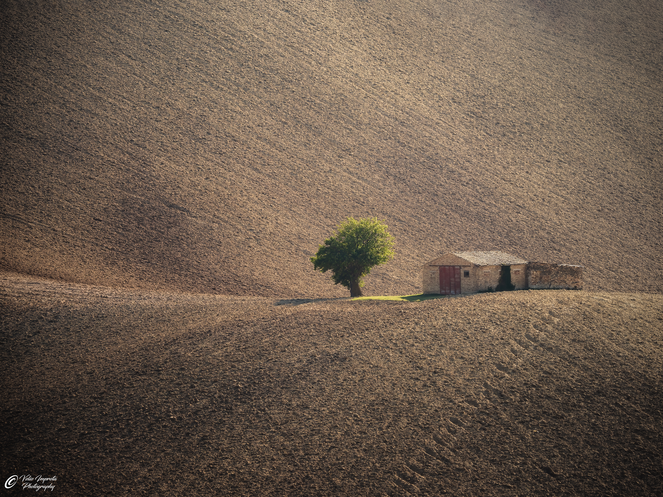 Un verde e un rosso in mezzo al giallo