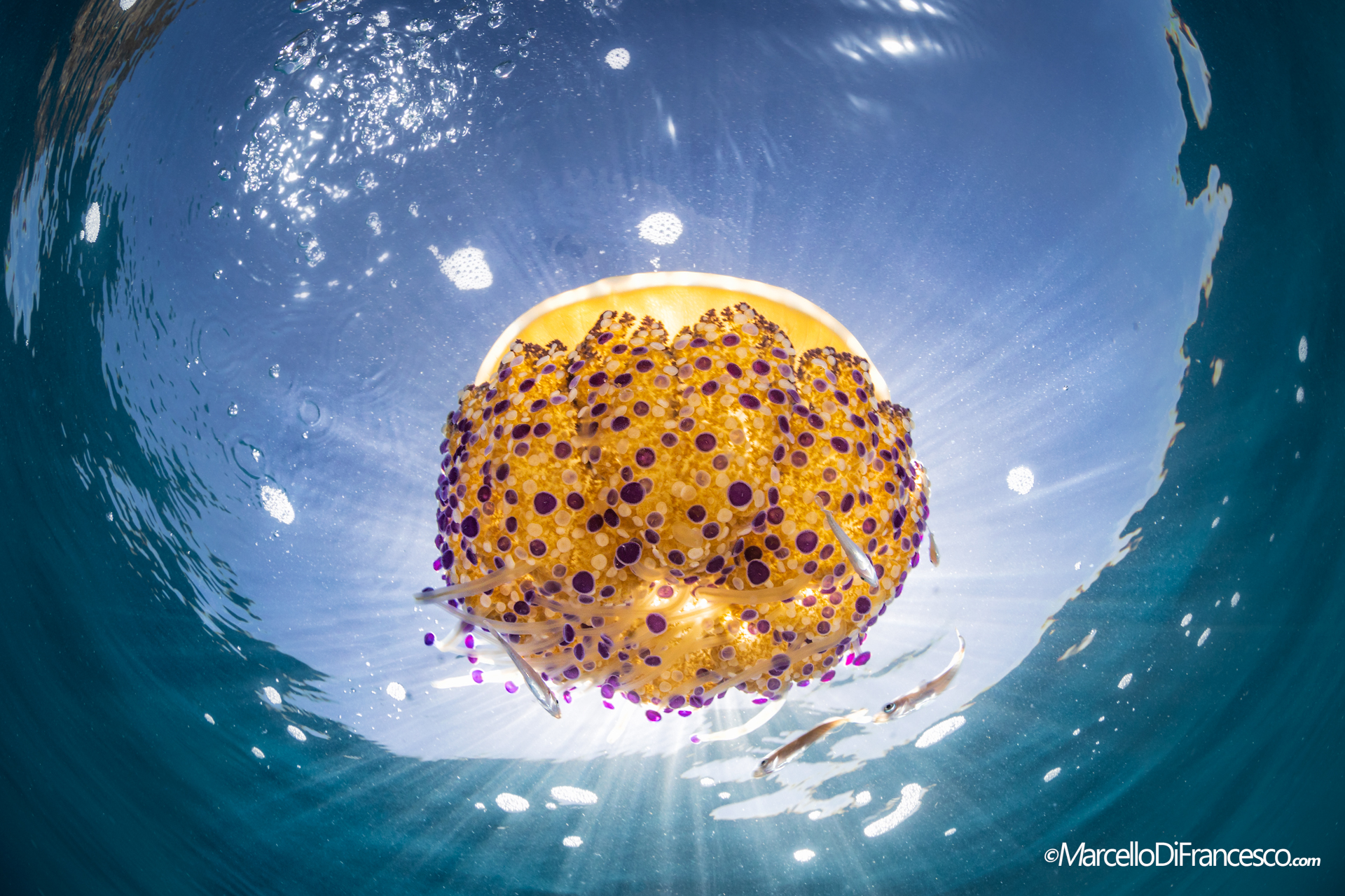 "Ride the Lightning"