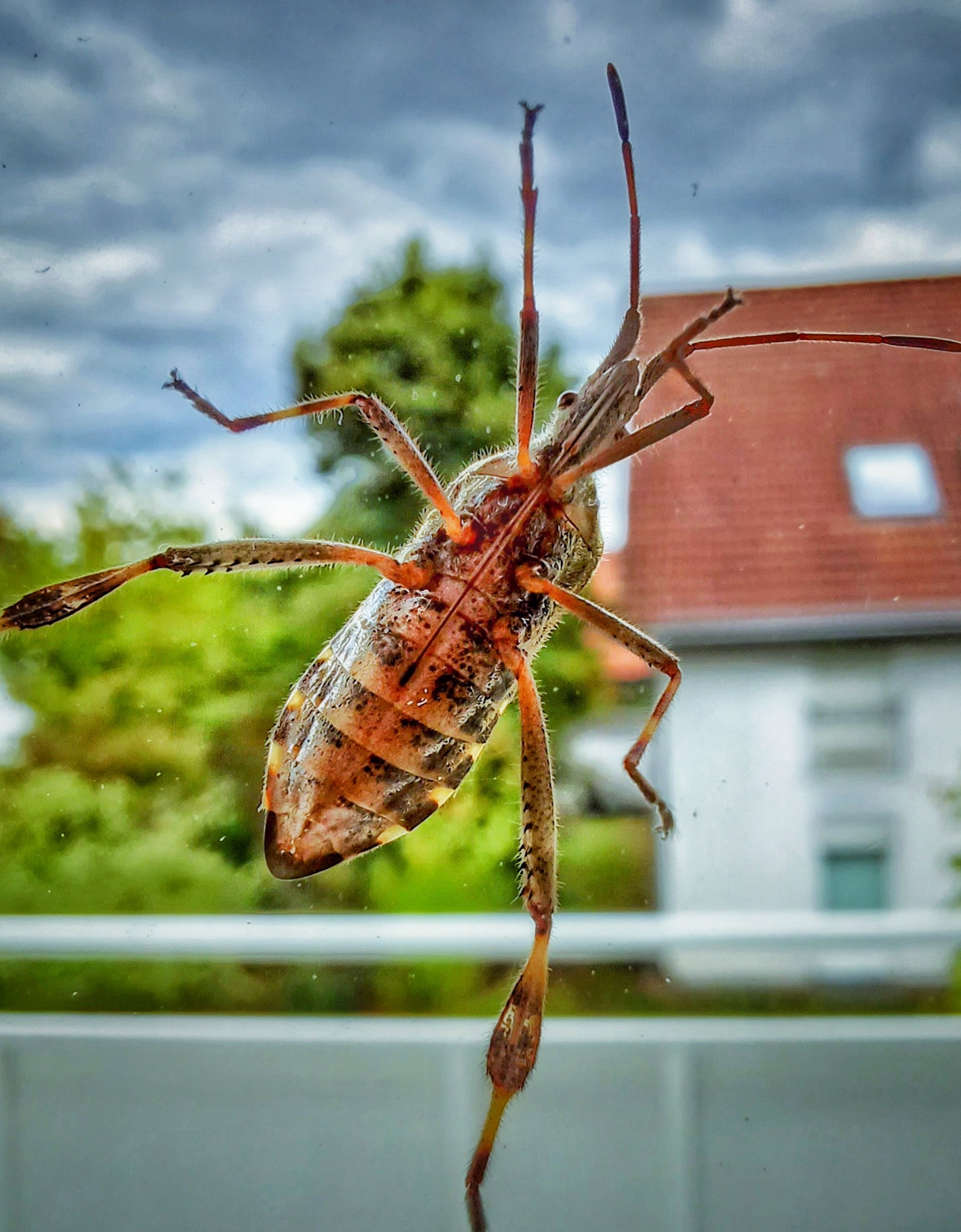 Leptoglossus occidentalis Heidemann, 1910 - Coreidae