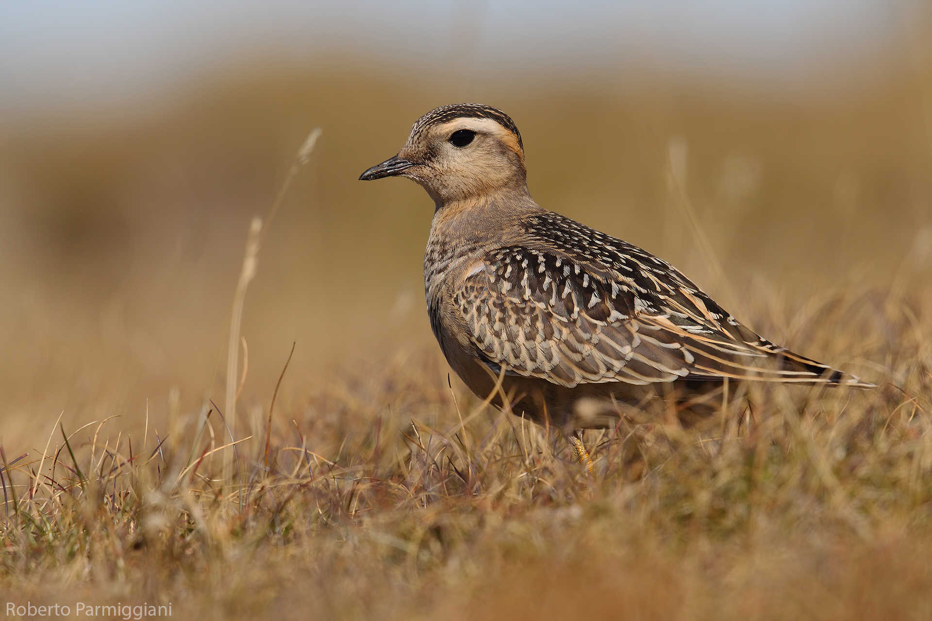 Tortolino plover