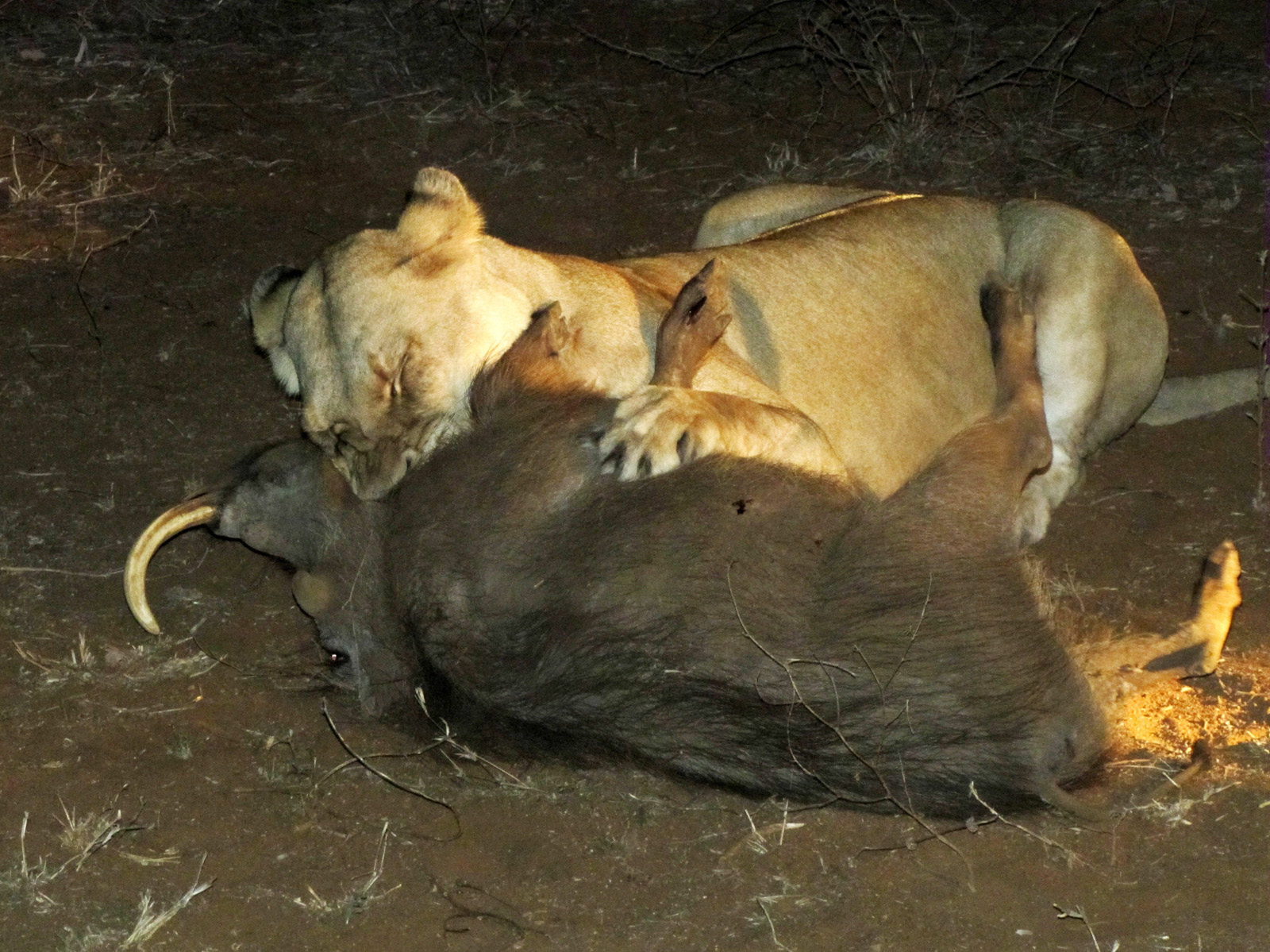 Lioness vs Warthog # 2